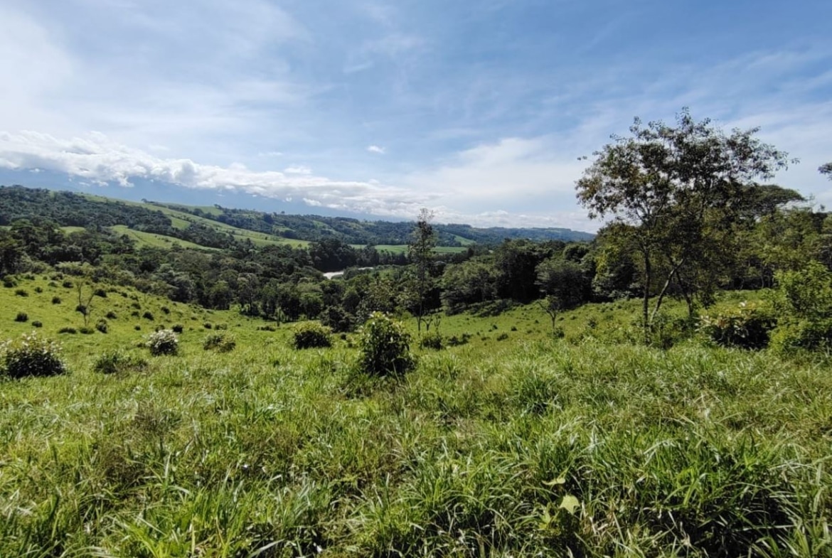Wide view of rolling green hills and scattered trees under a bright blue sky.
