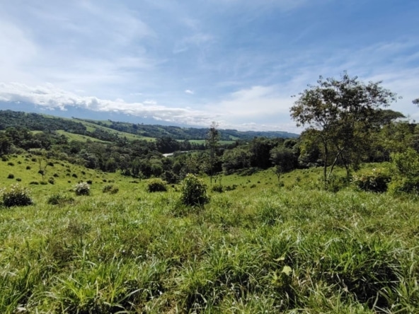 Wide view of rolling green hills and scattered trees under a bright blue sky.