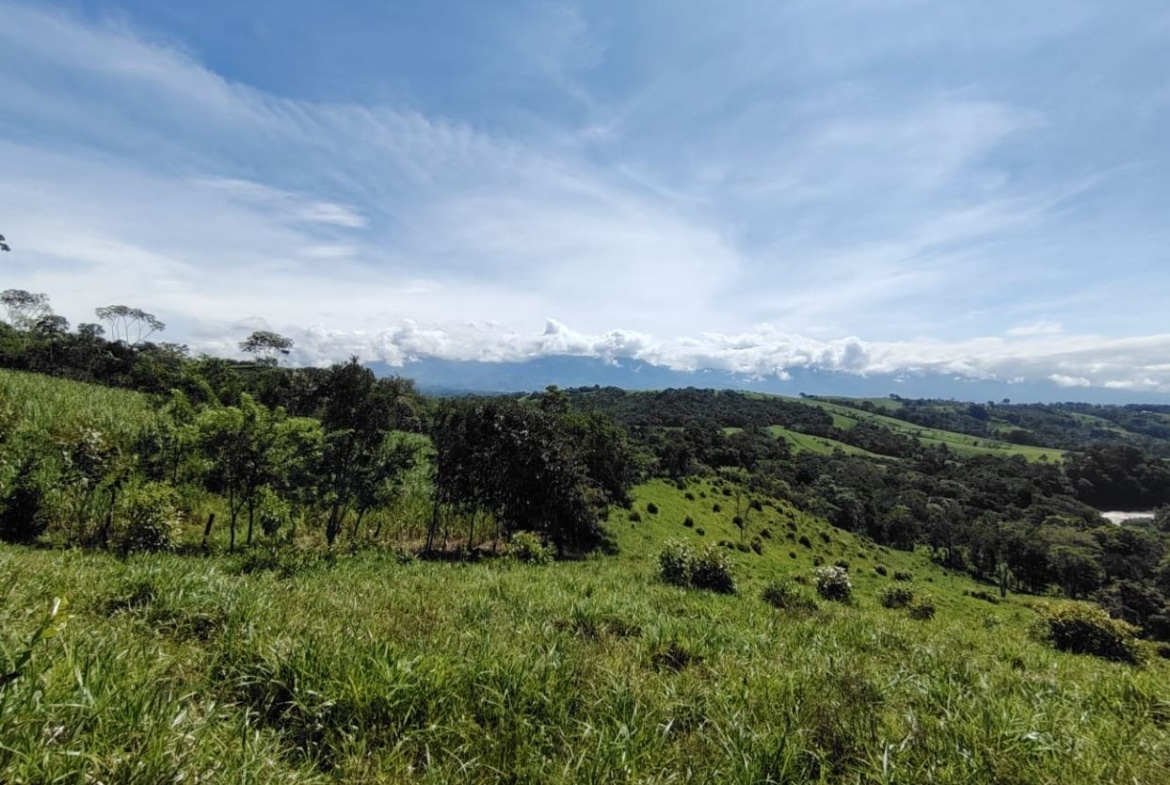 A sunny hillside landscape with lush green grass, scattered trees, and distant rolling hills under a bright blue sky with wispy clouds.