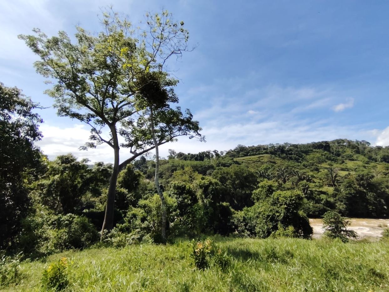 Tall tree with a large hanging nest in the foreground, green hills and a river in the background under a blue sky.