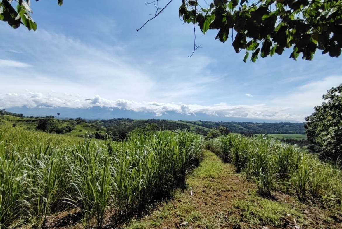 Path through a tall green sugarcane field, leading toward rolling hills under a blue sky with white clouds, with tree branches arching overhead.