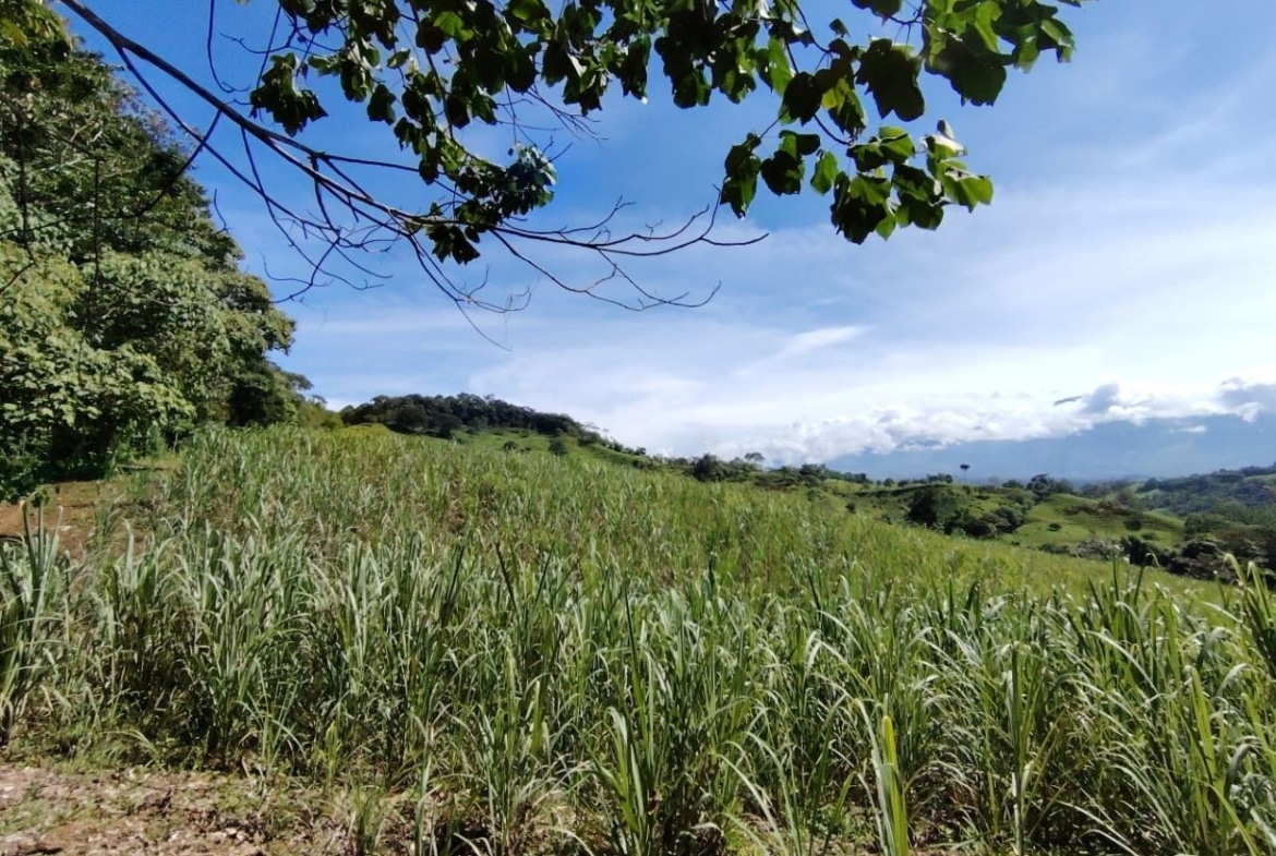 Open hillside field with tall grasses under a bright blue sky, framed by tree branches overhead on the left.