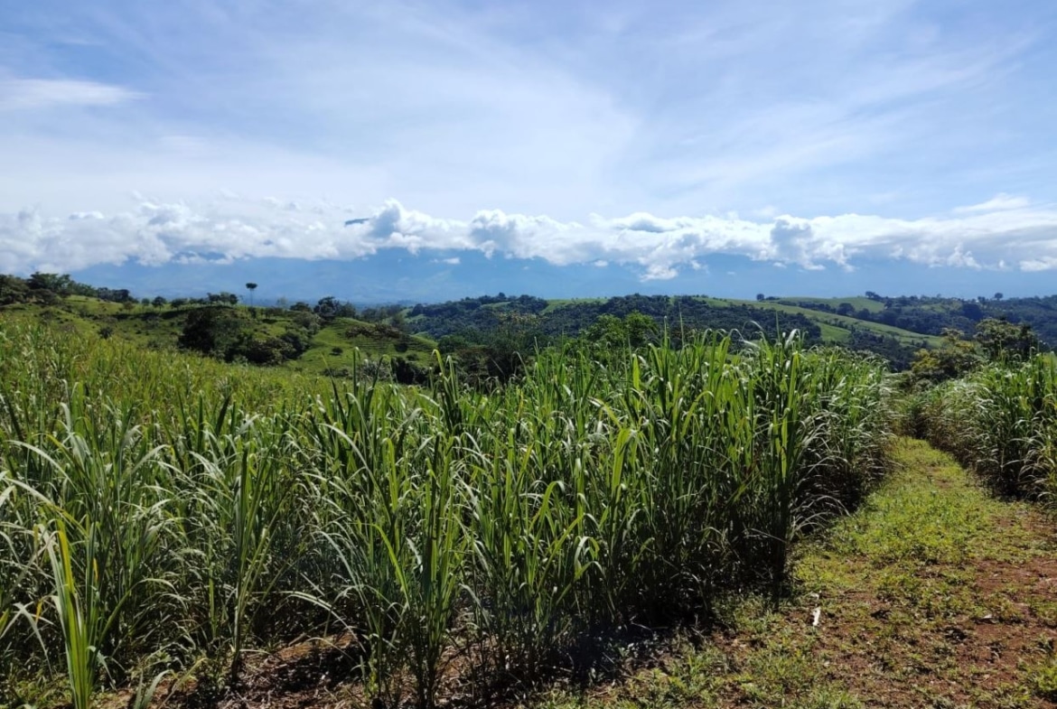 Sugarcane field in the foreground with a dirt path, rolling green hills in the distance under a bright blue sky with clouds.