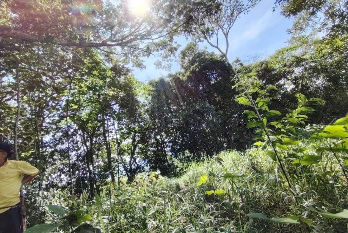 Person in a yellow shirt standing in a lush forest under a bright, sunny sky with sun rays filtering through the trees.