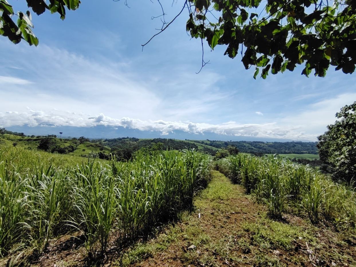 Path through a tall green sugarcane field, leading toward rolling hills under a blue sky with white clouds, with tree branches arching overhead.