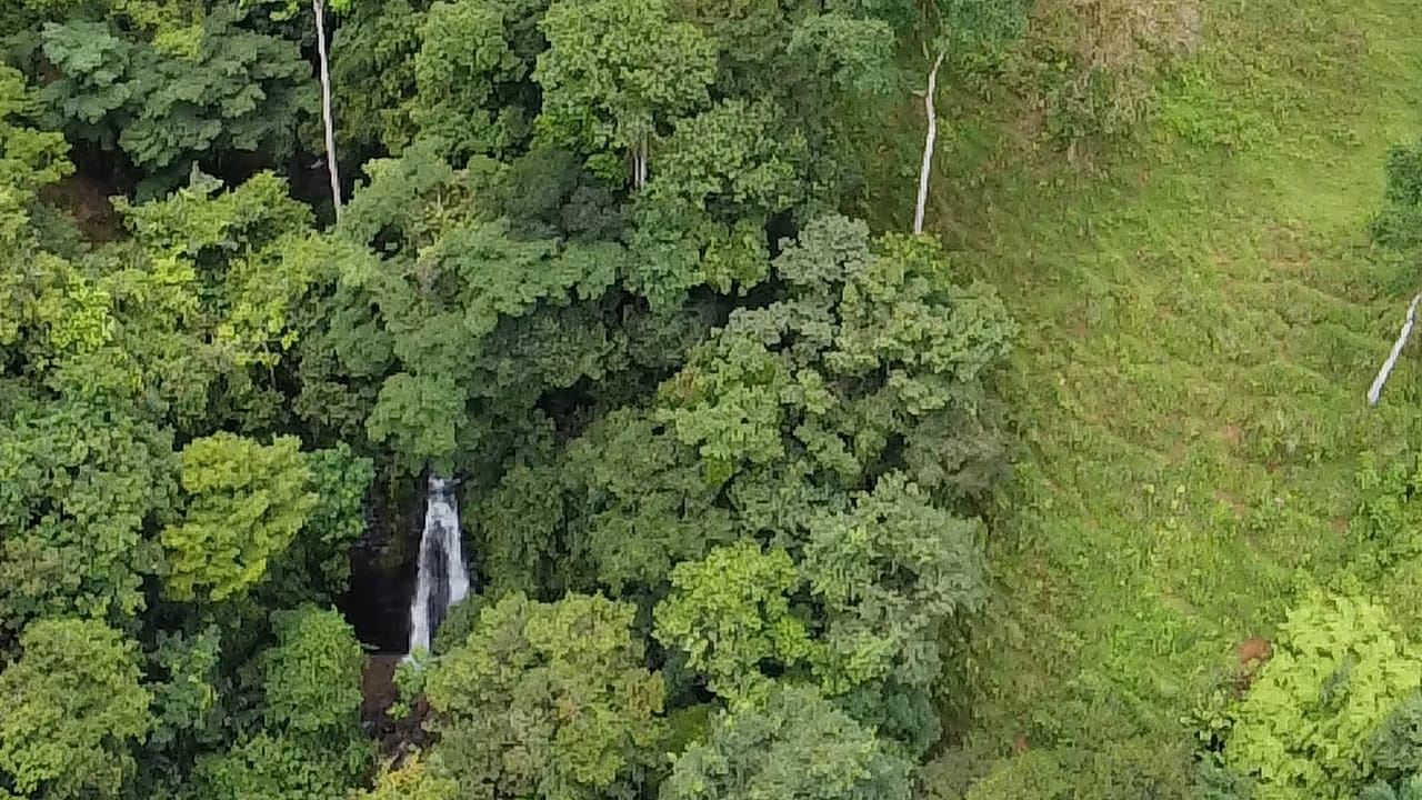 Aerial view of a dense forest with a small waterfall flowing through the trees and a grassy clearing on the right side.