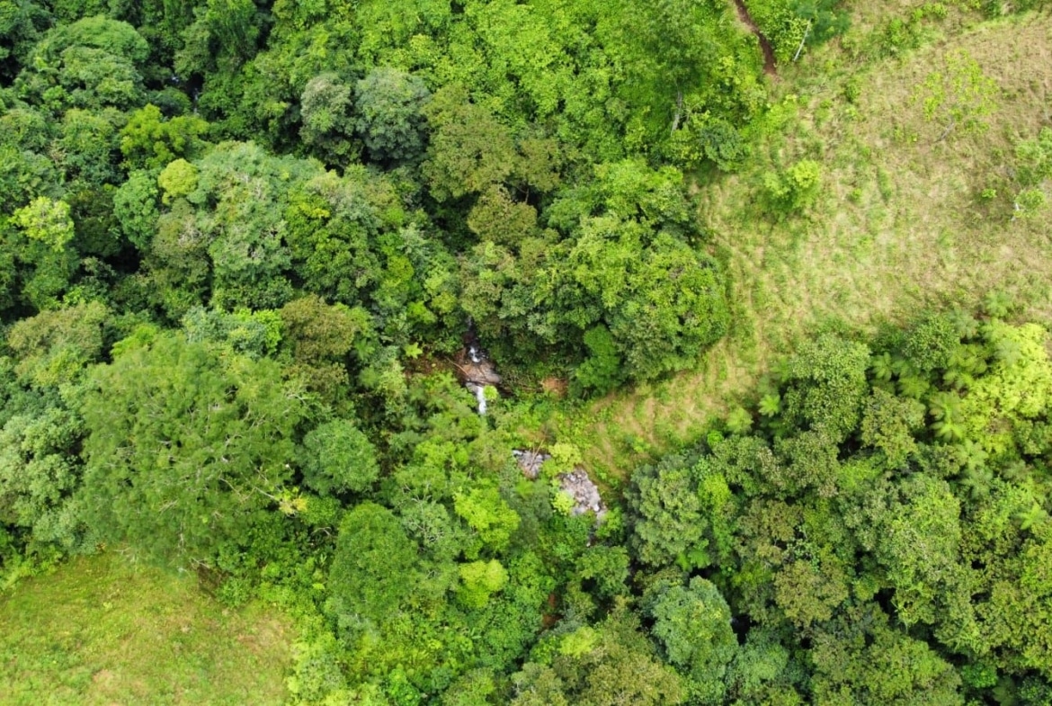Aerial view of dense green forest with a small clearing and a narrow stream running through the trees central to the image.