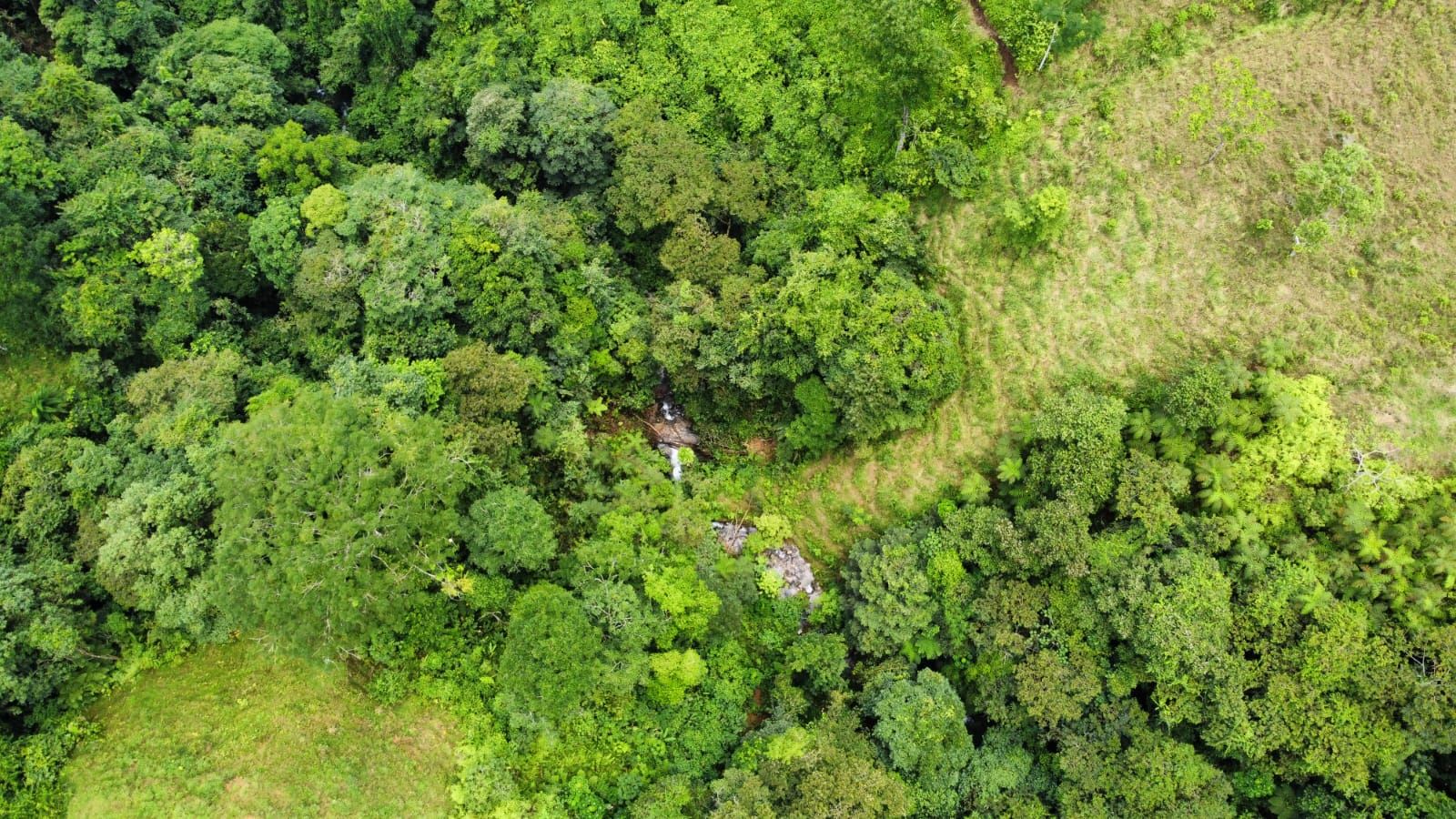 Aerial view of dense green forest with a small clearing and a narrow stream running through the trees central to the image.