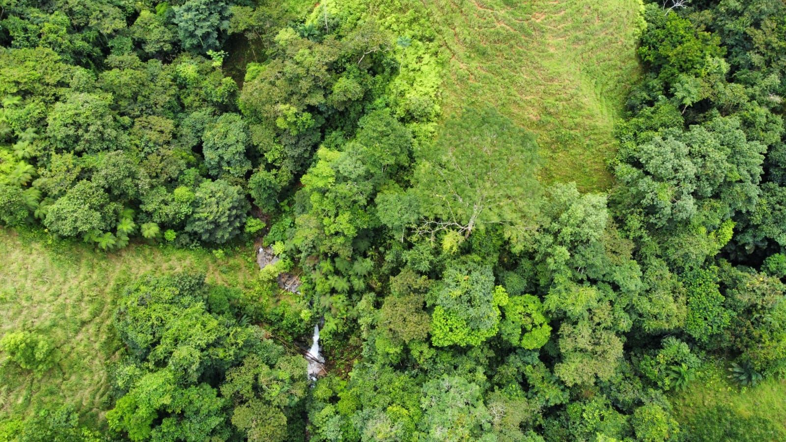 Aerial view of dense green forest with a small waterfall visible near the bottom-left center.