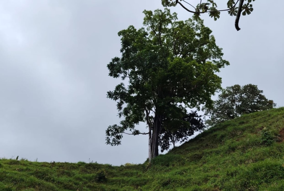 Large tree at the crest of a green, grassy hillside under a cloudy sky.
