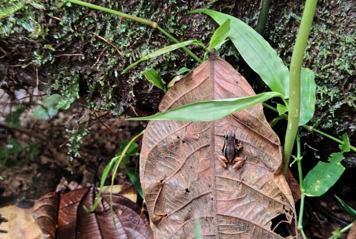 Dry brown leaf with a small dark insect resting on it, surrounded by green moss and leaves on the forest floor.