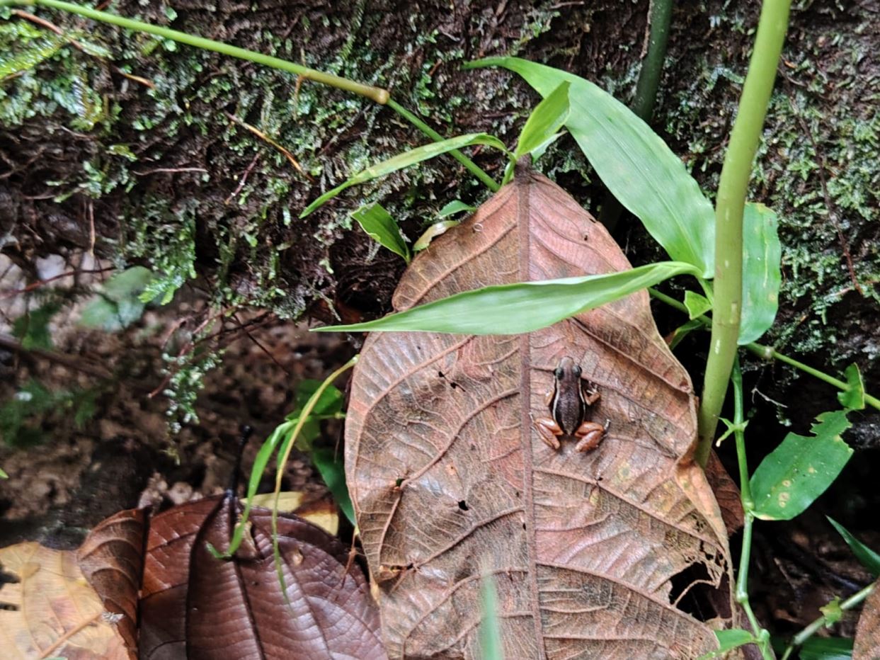 Dry brown leaf with a small dark insect resting on it, surrounded by green moss and leaves on the forest floor.