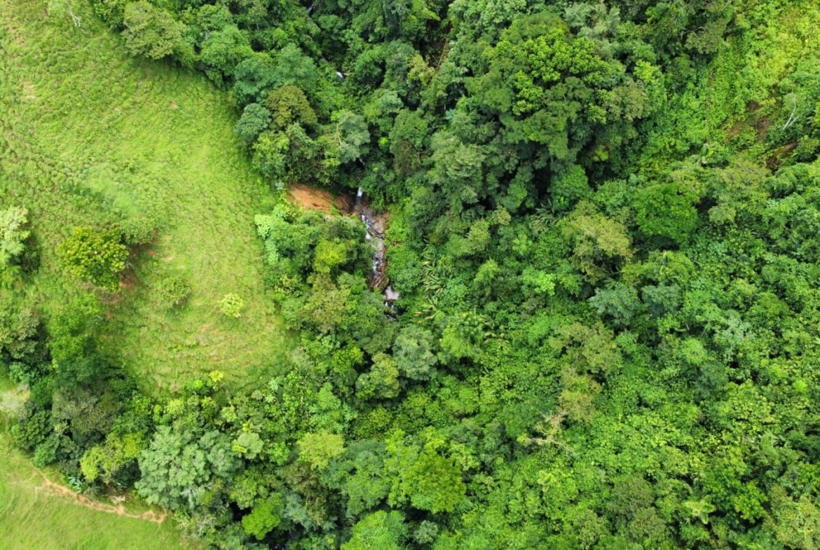 Aerial view of a dense green forest with a grassy clearing on the left and a small stream winding through the trees in the center.