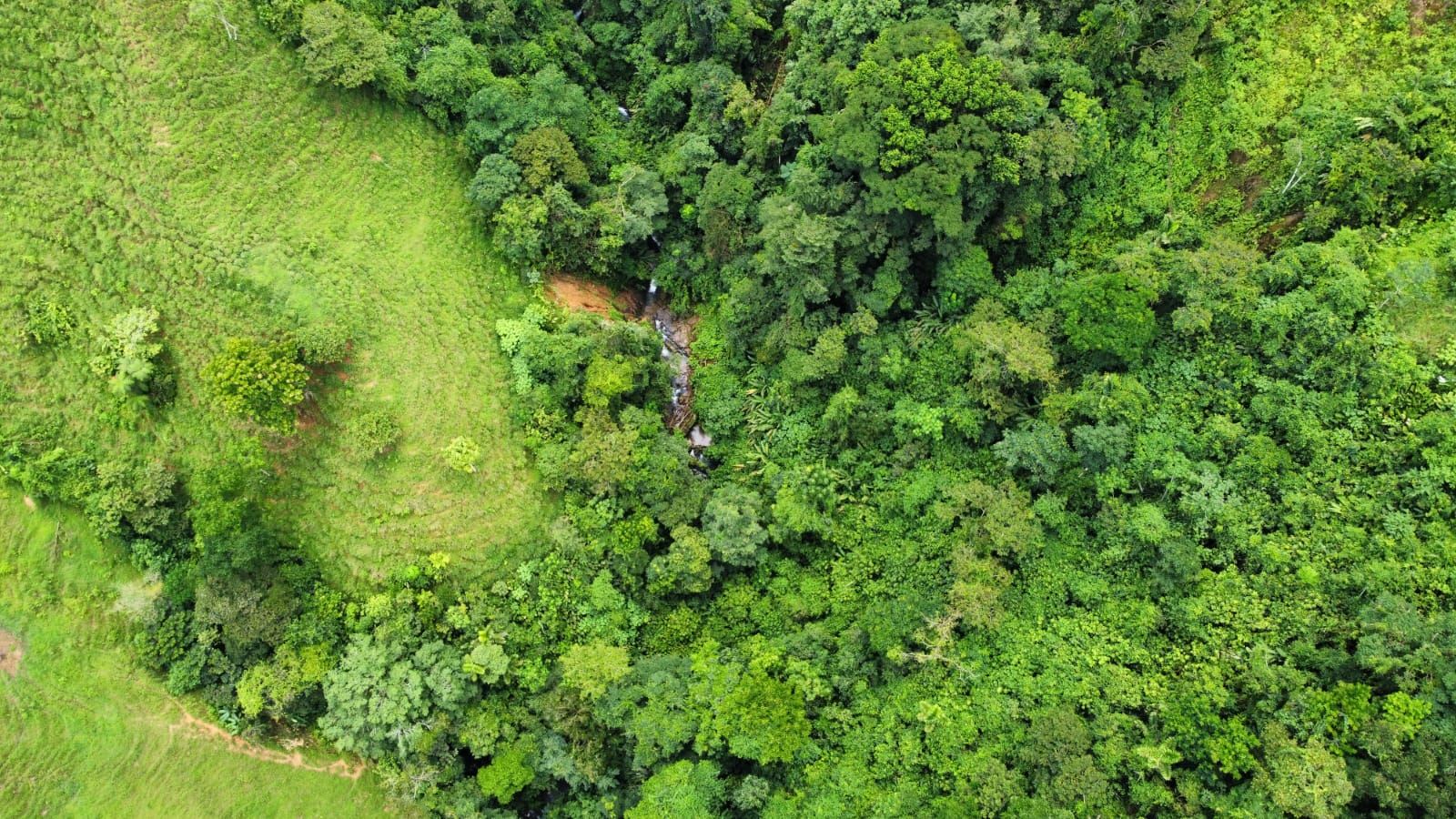Aerial view of a dense green forest with a grassy clearing on the left and a small stream winding through the trees in the center.