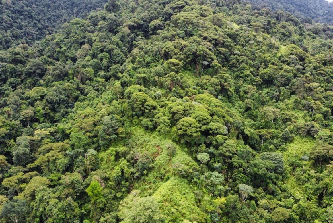 Aerial view of a dense tropical rainforest canopy with varying shades of green in a hilly landscape.