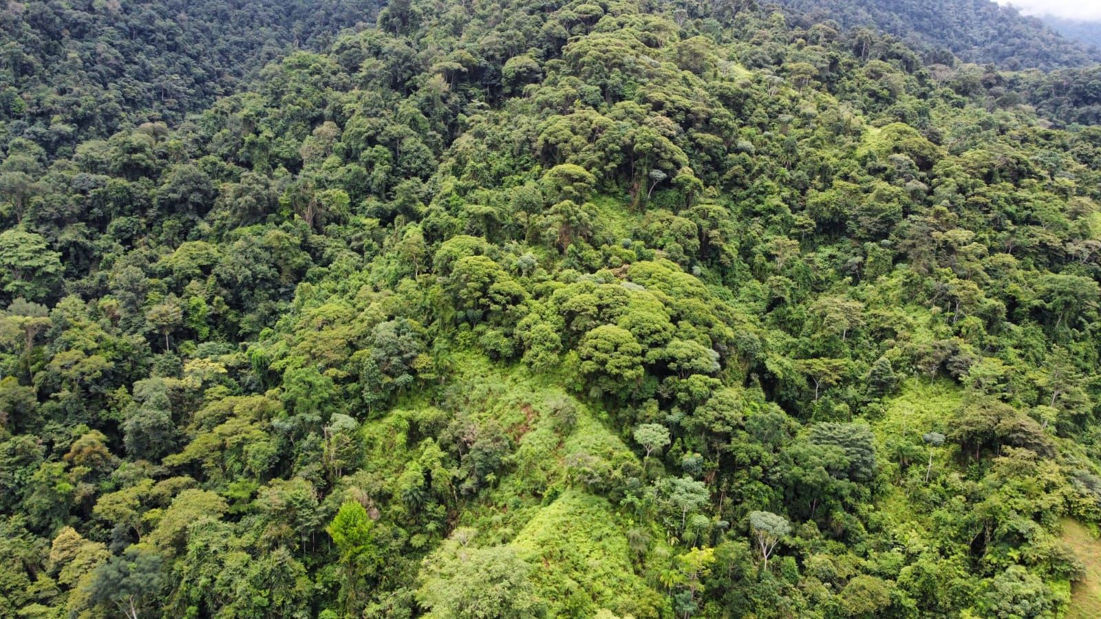 Aerial view of a dense tropical rainforest canopy with varying shades of green in a hilly landscape.