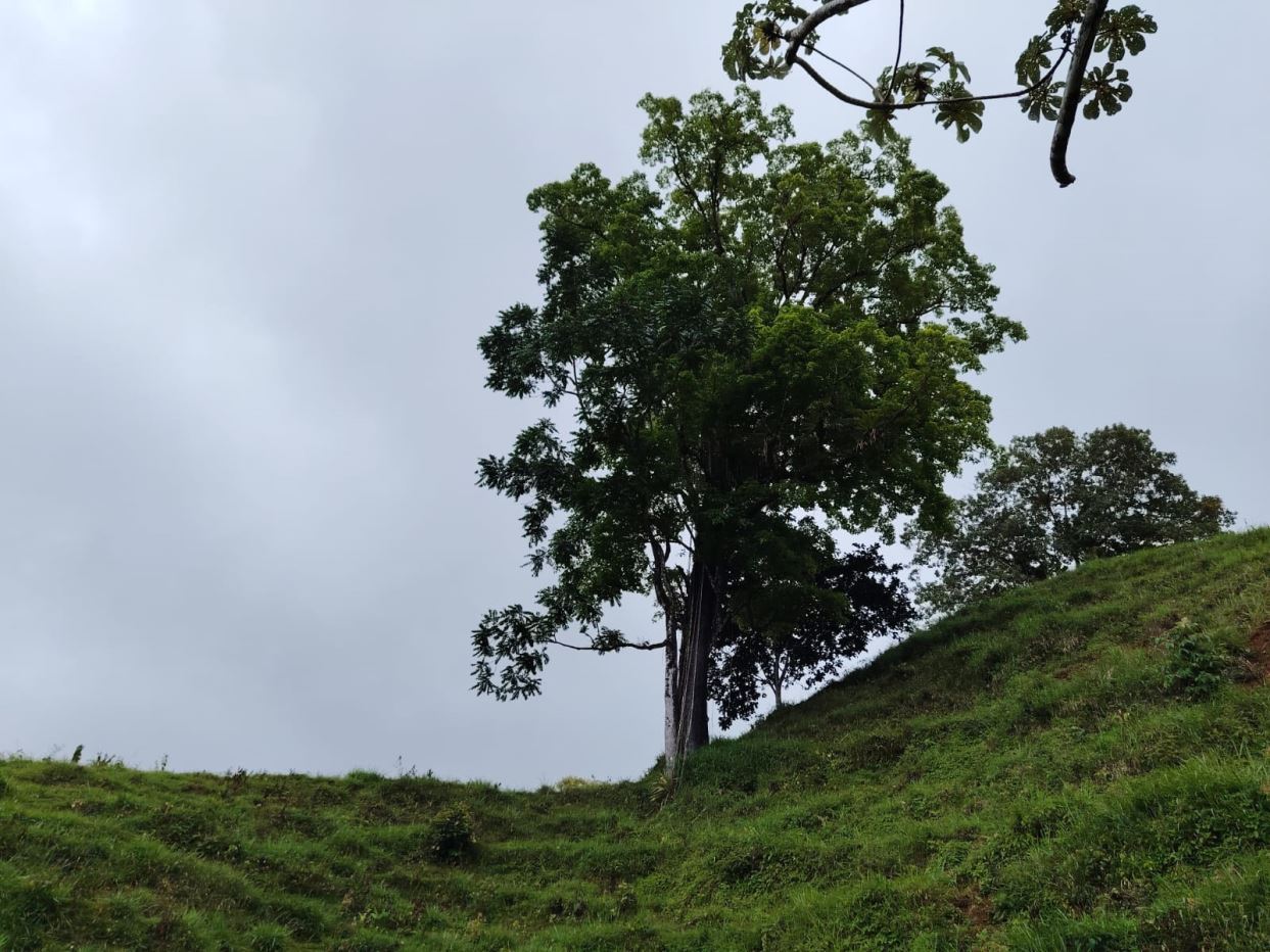 Large tree at the crest of a green, grassy hillside under a cloudy sky.