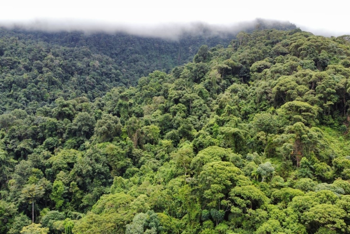 A dense tropical rainforest canopy seen from above, with mist along the treetops at the ridge edge; lush green trees everywhere.