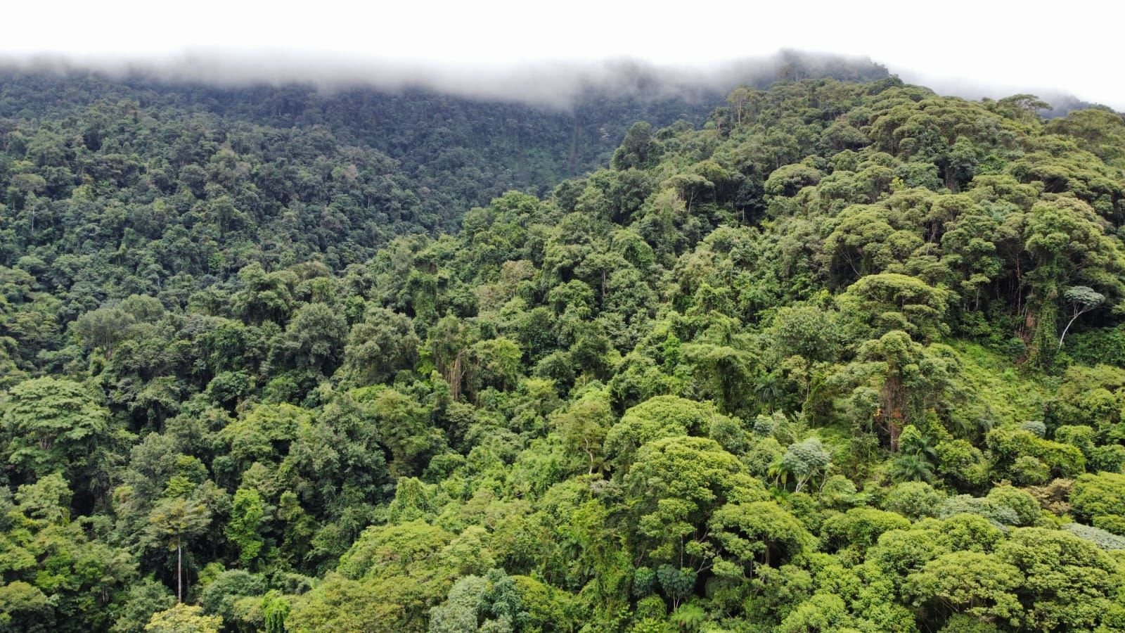 A dense tropical rainforest canopy seen from above, with mist along the treetops at the ridge edge; lush green trees everywhere.