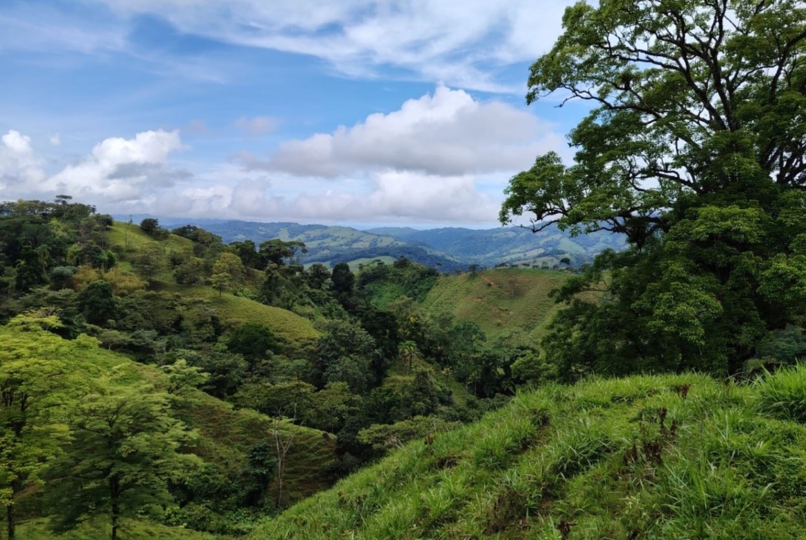 Rolling green hills with dense trees under a blue, cloudy sky and distant mountains on the horizon.
