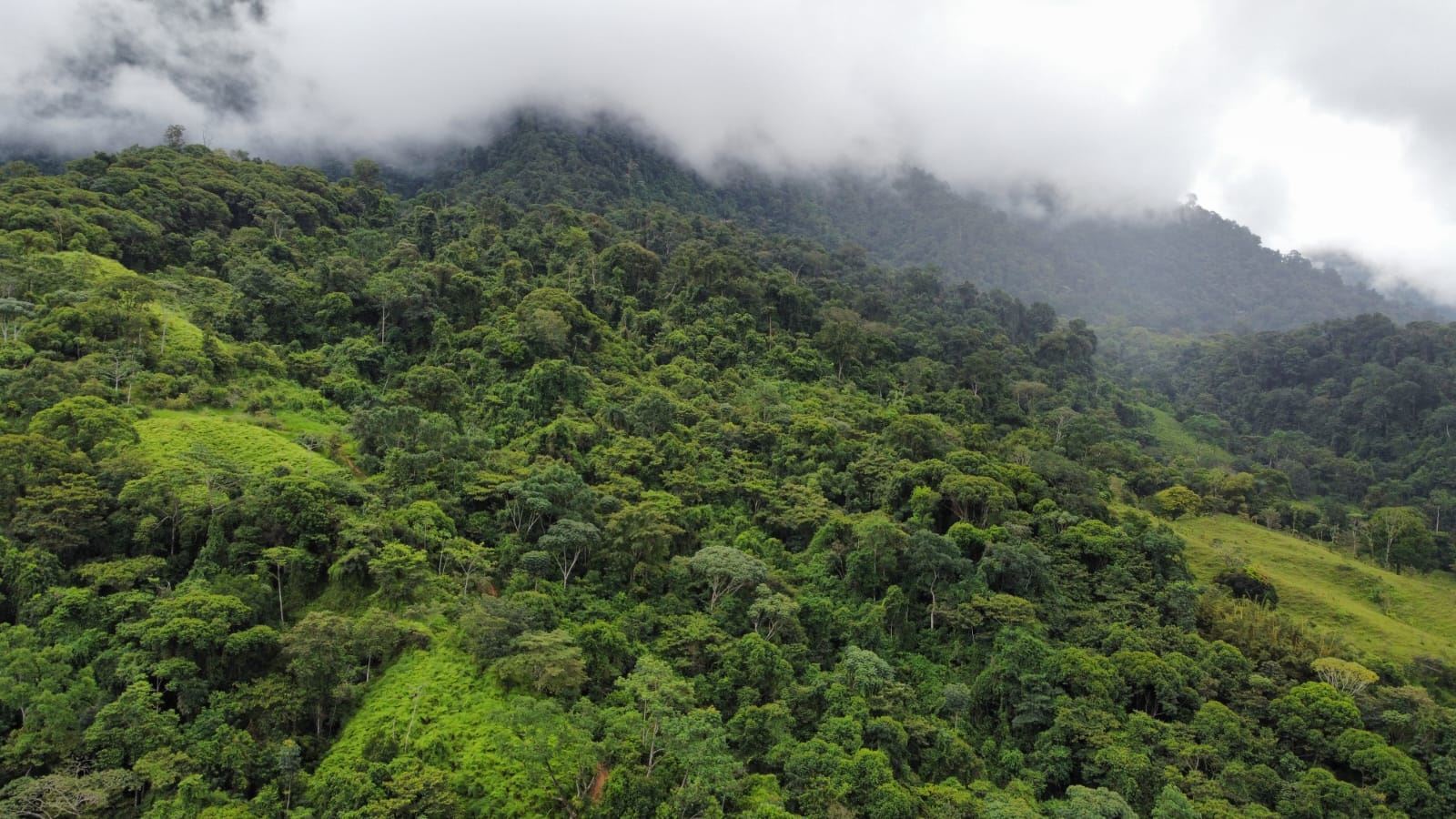 Lush rainforest-covered hills with dense trees and low clouds above the ridge Coastline not visible under overcast sky.