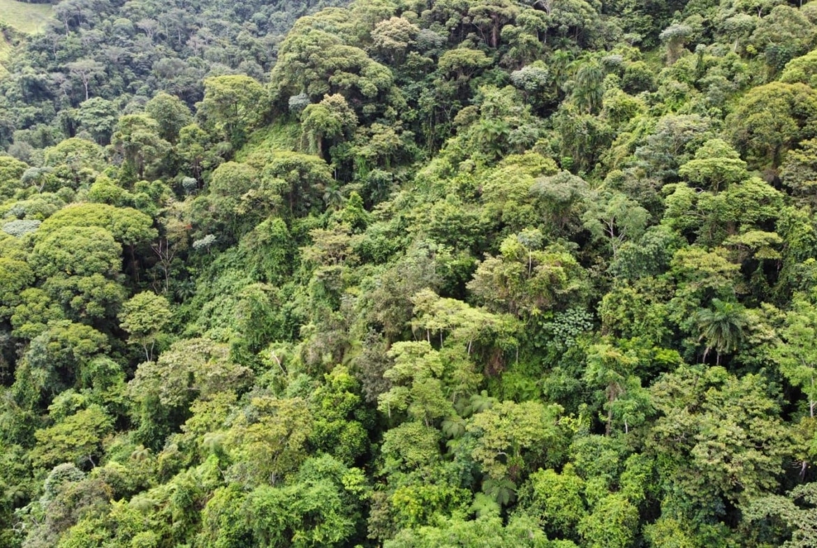 Aerial view of a dense tropical rainforest canopy with varied green trees and foliage across the landscape.