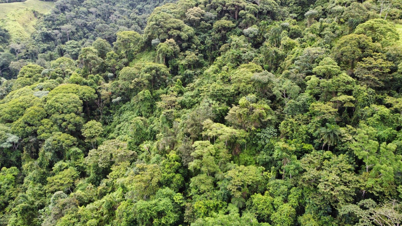 Aerial view of a dense tropical rainforest canopy with varied green trees and foliage across the landscape.