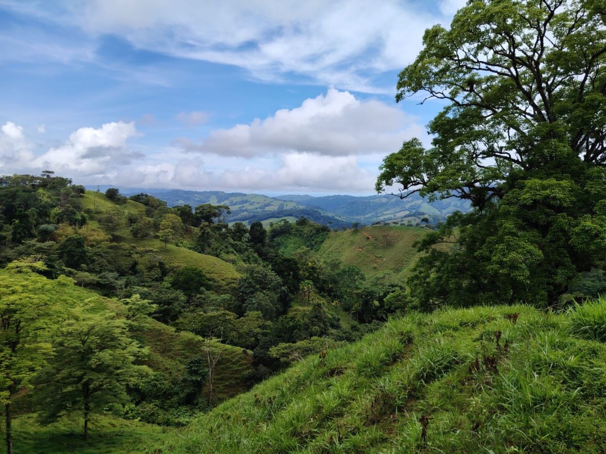 Rolling green hills with dense trees under a blue, cloudy sky and distant mountains on the horizon.