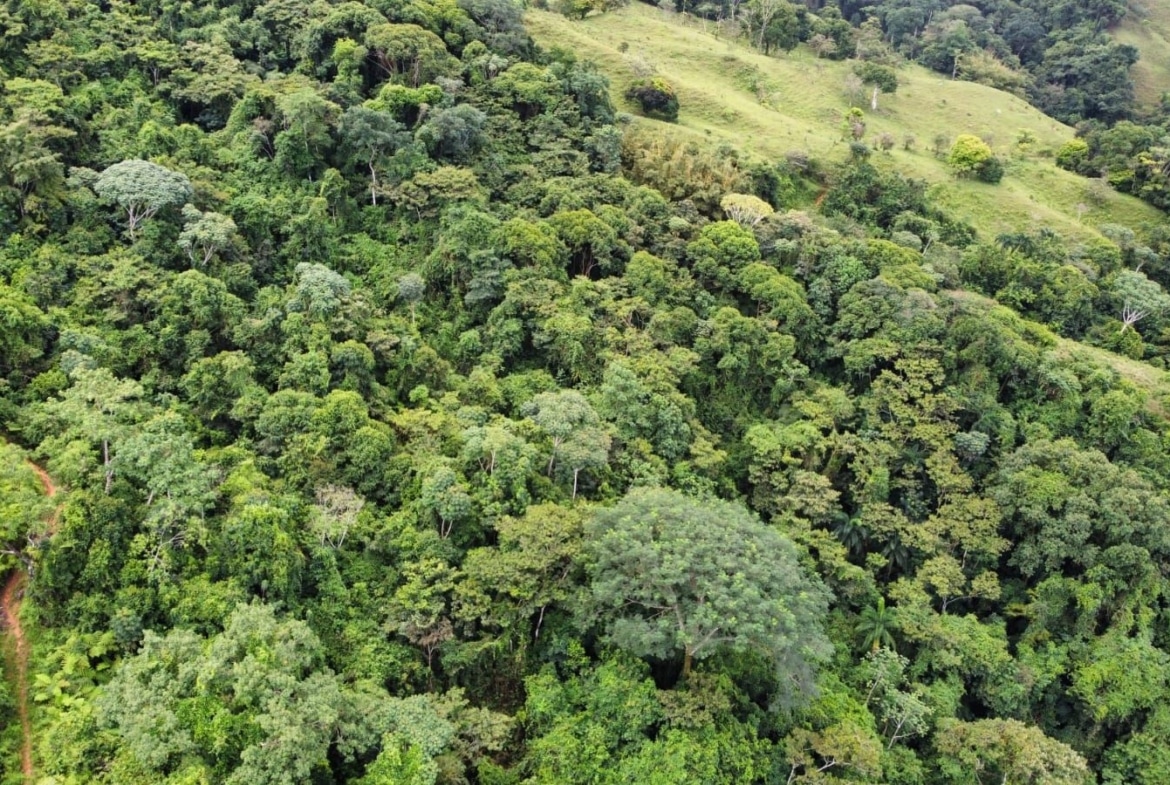 Aerial view of dense tropical rainforest covering rolling green hills from above, with scattered clearings and grassy slopes.