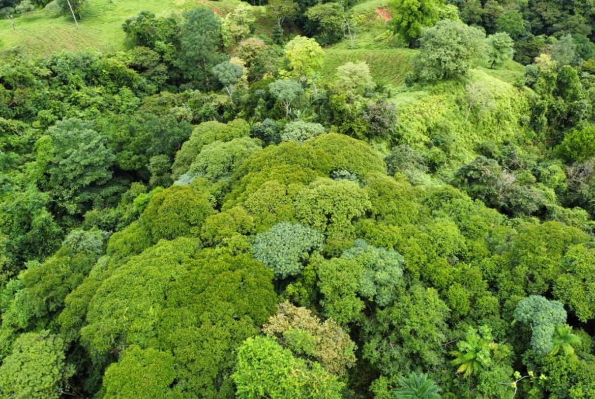 Aerial view of dense tropical rainforest canopy with various shades of green trees and foliage stretching across rolling hills.