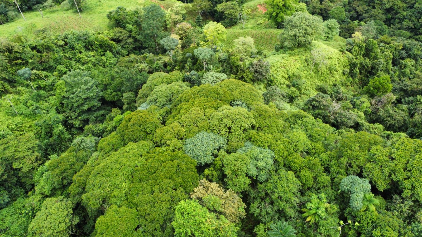 Aerial view of dense tropical rainforest canopy with various shades of green trees and foliage stretching across rolling hills.