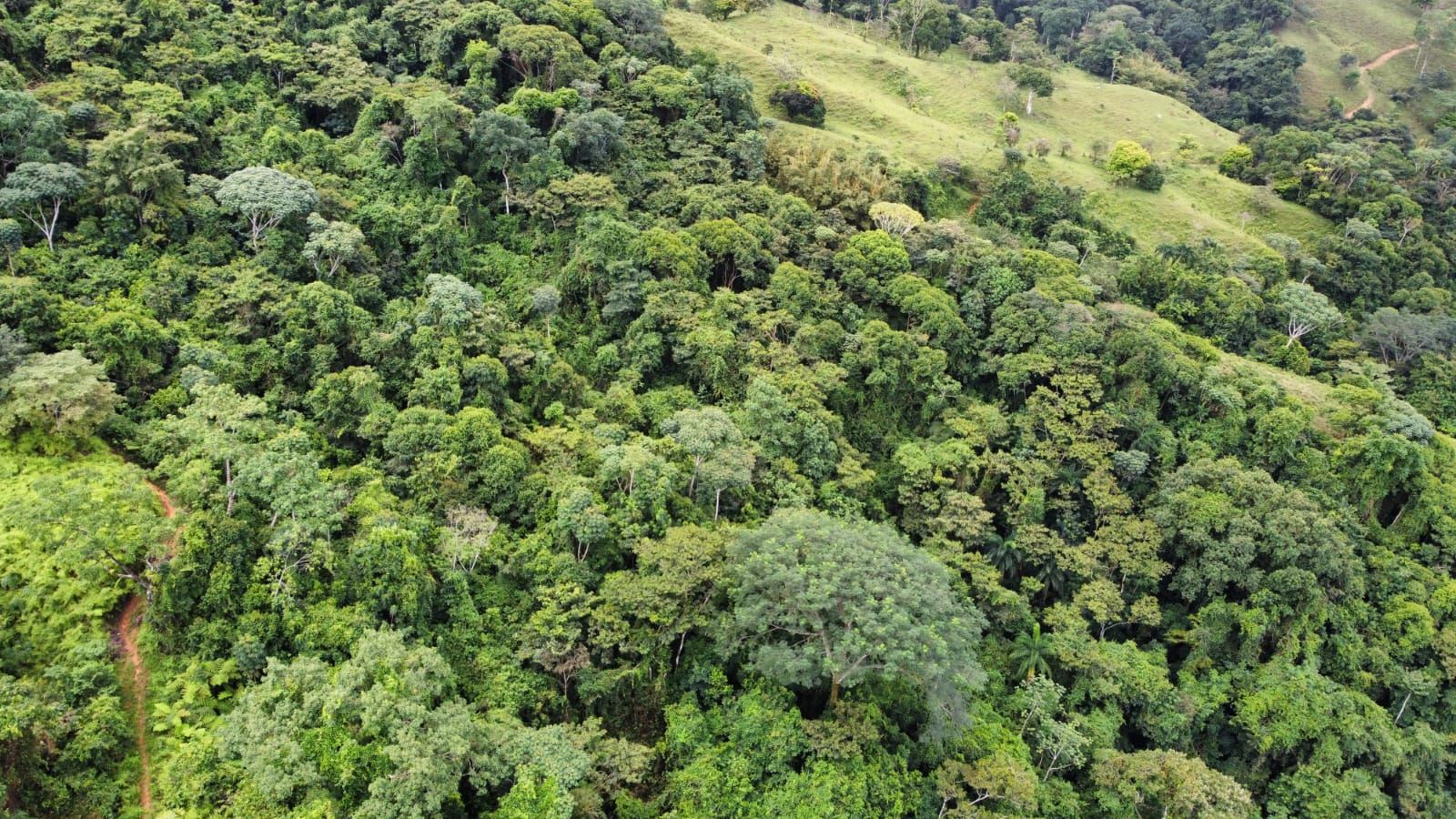 Aerial view of dense tropical rainforest covering rolling green hills from above, with scattered clearings and grassy slopes.