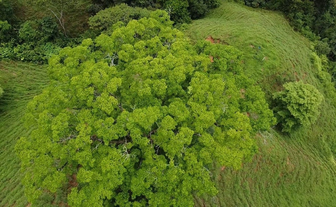 Aerial view of a grassy hill with a dense cluster of bright green trees at the center.