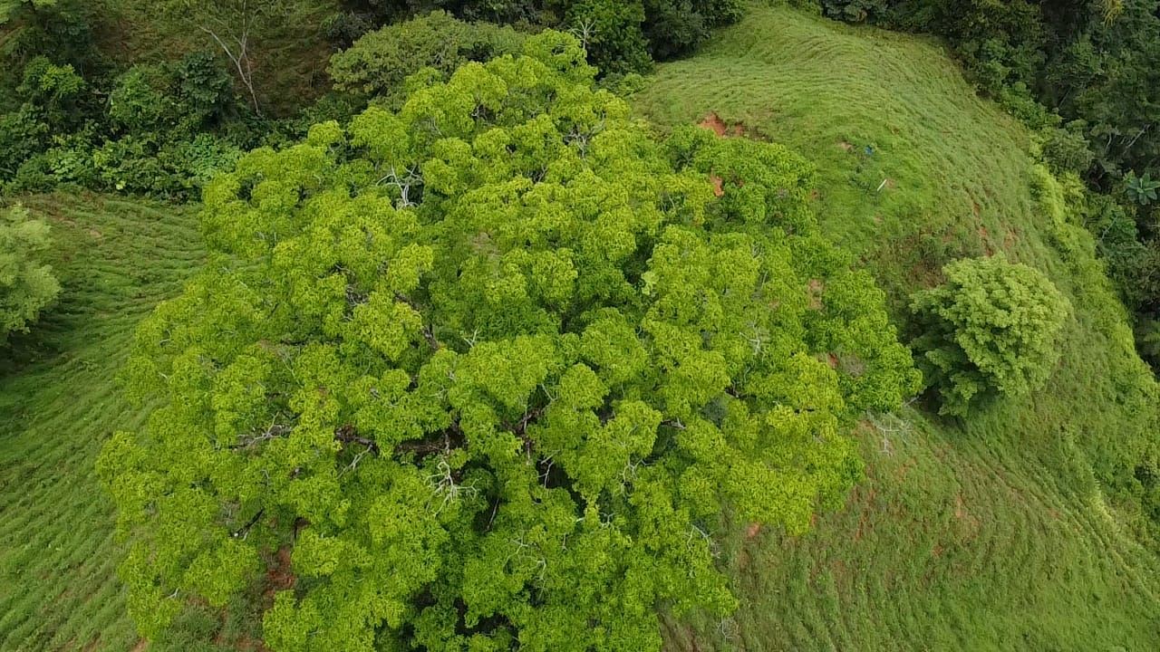 Aerial view of a grassy hill with a dense cluster of bright green trees at the center.