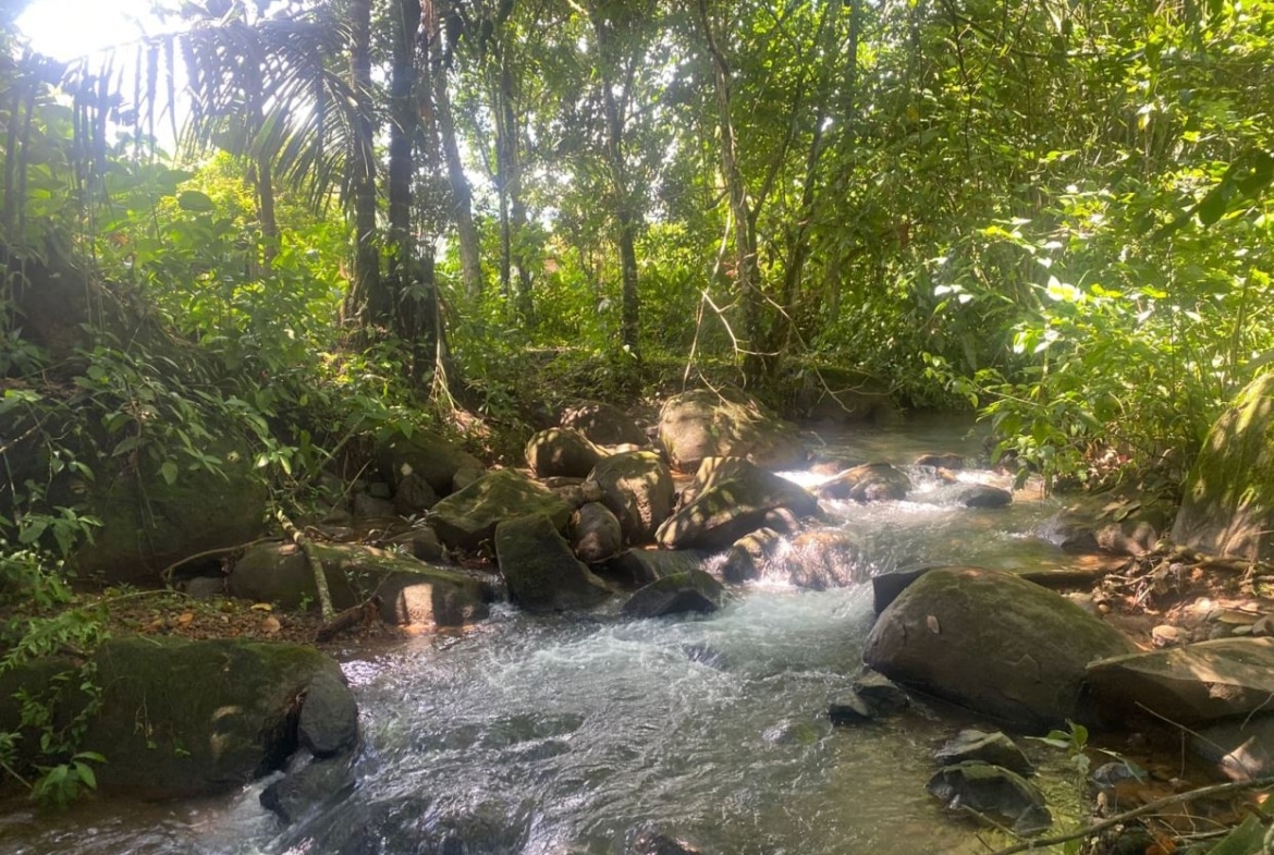 Sunny forest stream winding over mossy rocks among dense green vegetation in a tropical setting.