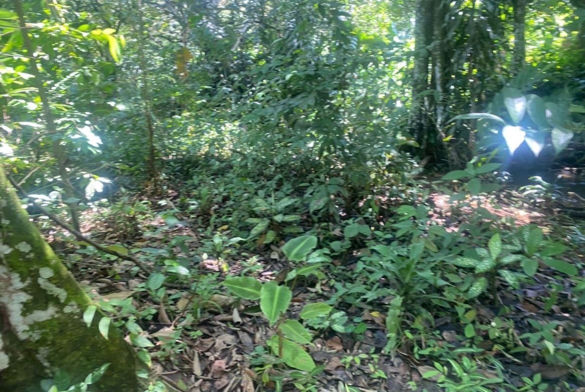Dense tropical forest with leafy undergrowth and tree trunks, dappled sunlight.