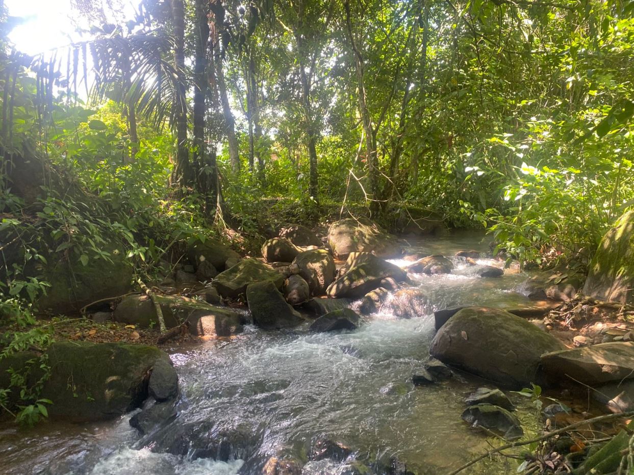 Sunny forest stream winding over mossy rocks among dense green vegetation in a tropical setting.