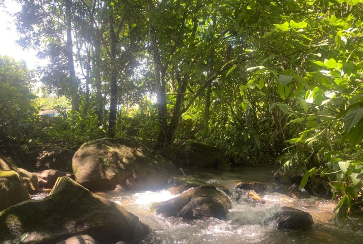 Sunlit forest stream winding through rocks and lush green foliage along a rocky bank