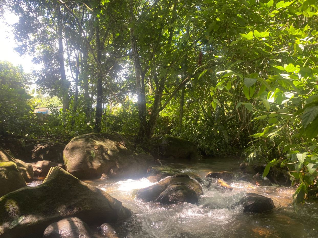 Sunlit forest stream winding through rocks and lush green foliage along a rocky bank