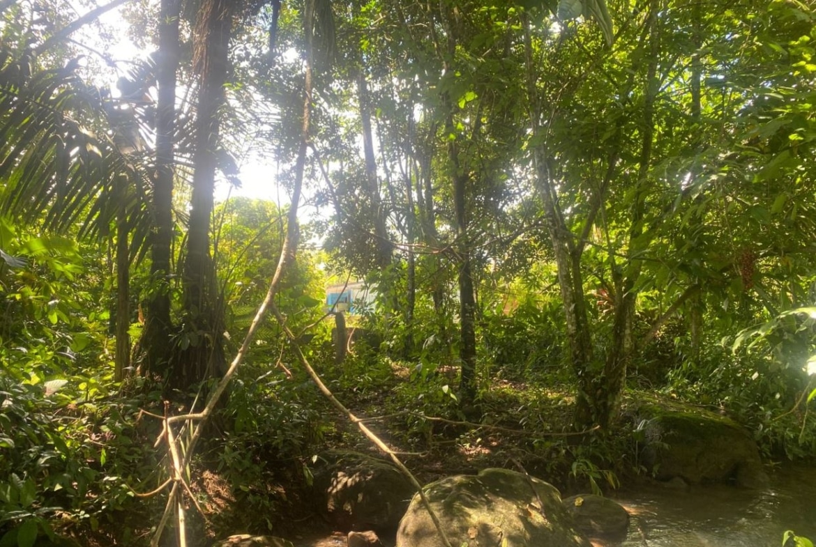 Dense tropical jungle with a rocky stream in the foreground and sunlit leaves overhead.