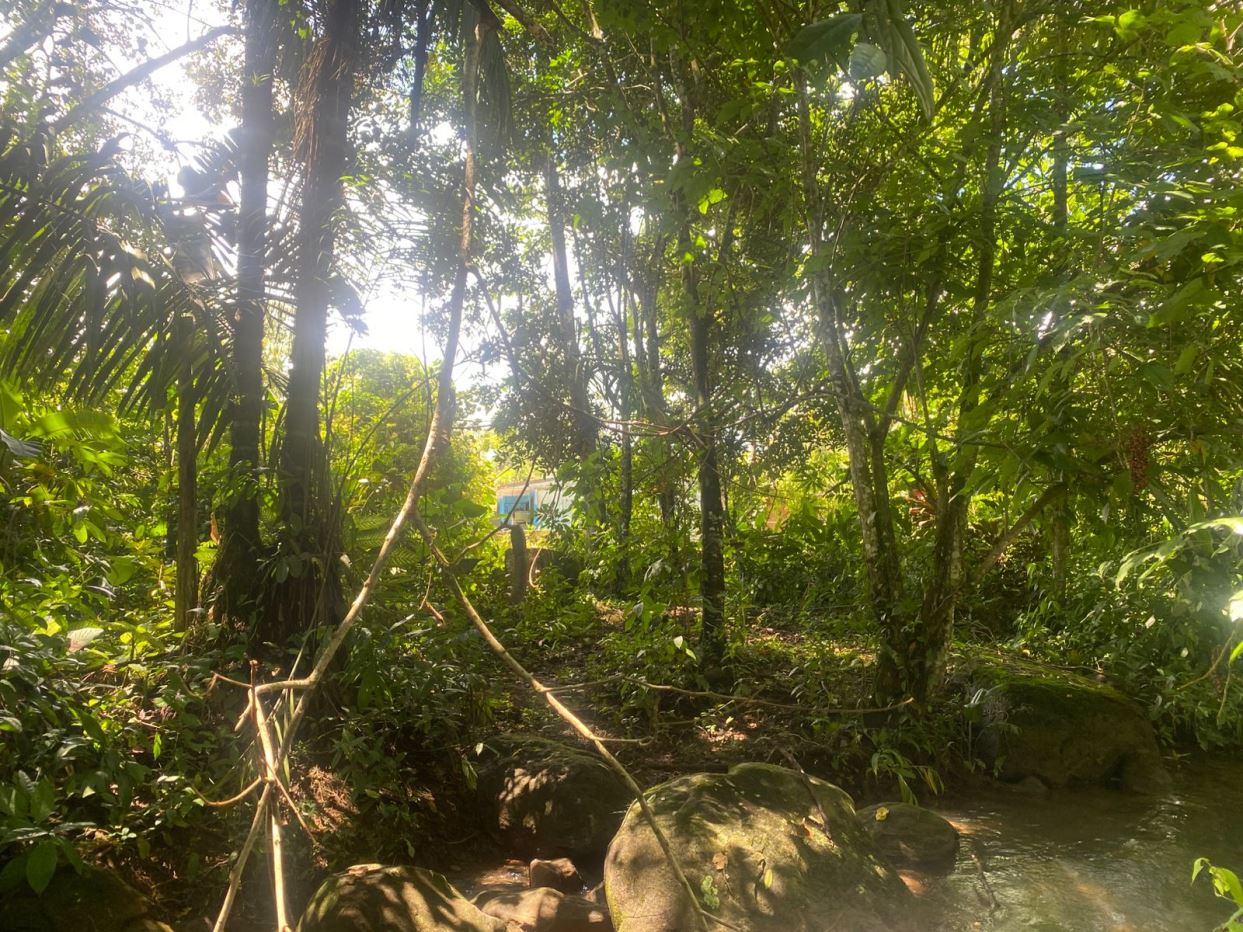 Dense tropical jungle with a rocky stream in the foreground and sunlit leaves overhead.