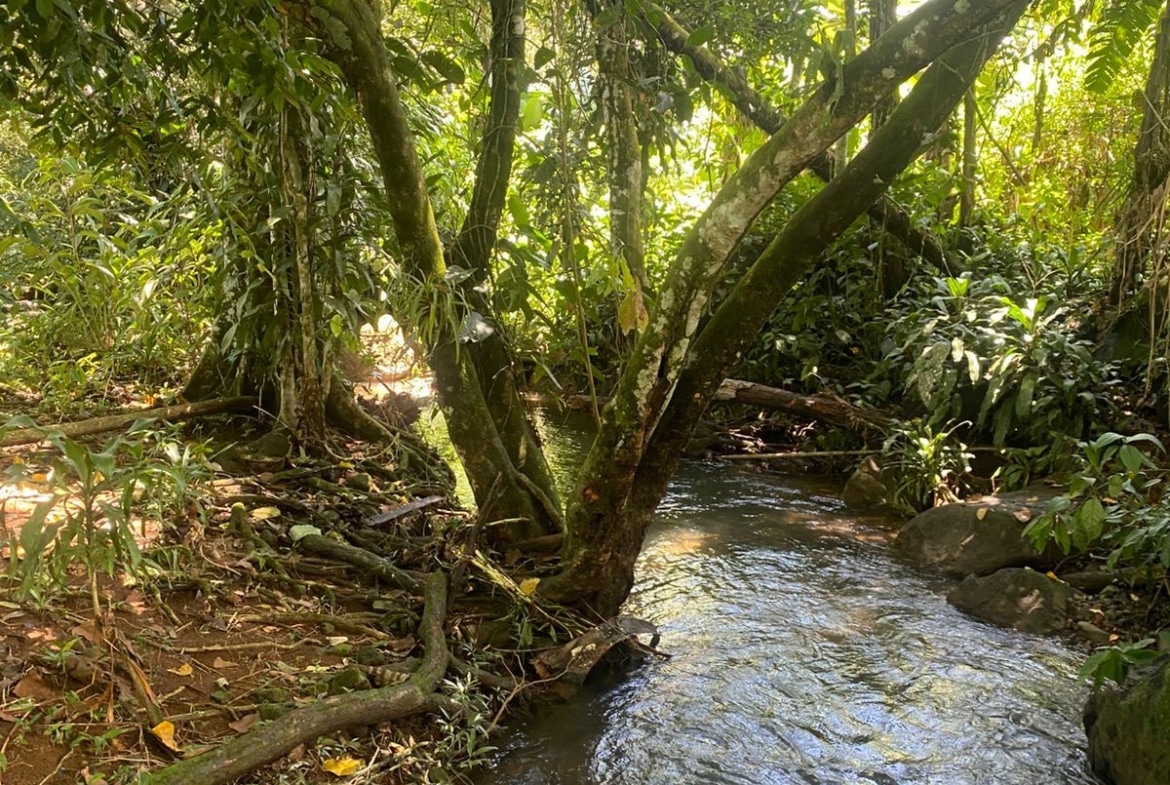 Lush forest scene with a narrow stream winding through rocks and tangled tree roots, dense green foliage overhead and sunlight filtering through leaves.
