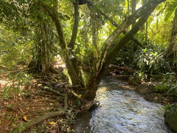 Lush forest scene with a narrow stream winding through rocks and tangled tree roots, dense green foliage overhead and sunlight filtering through leaves.
