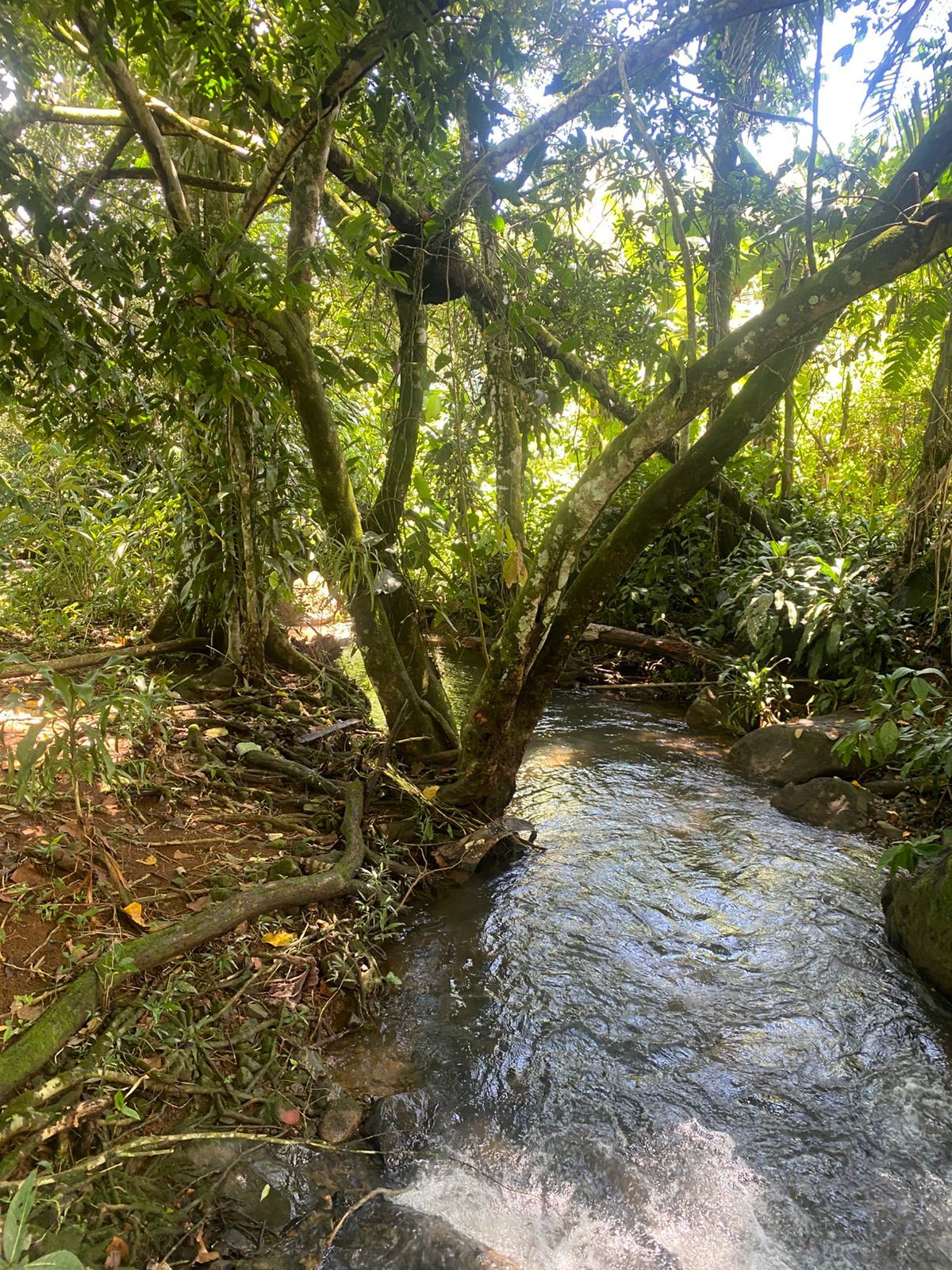Lush forest scene with a narrow stream winding through rocks and tangled tree roots, dense green foliage overhead and sunlight filtering through leaves.
