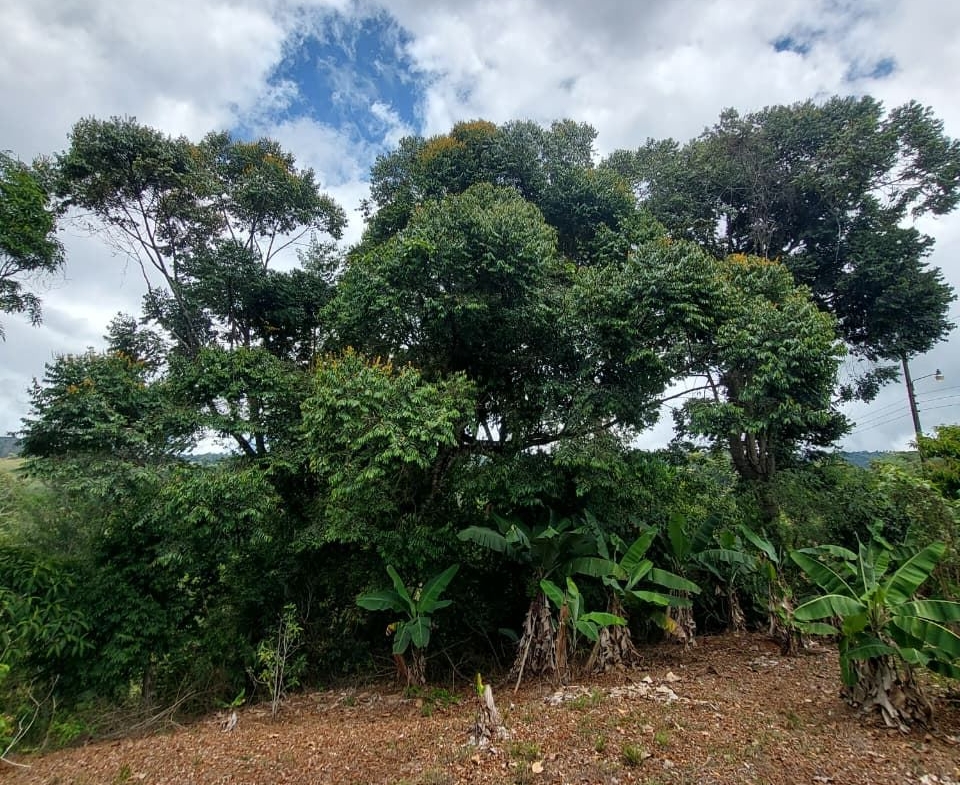 Large mature tree in a rural yard, with banana plants along the base and a cloudy sky above.