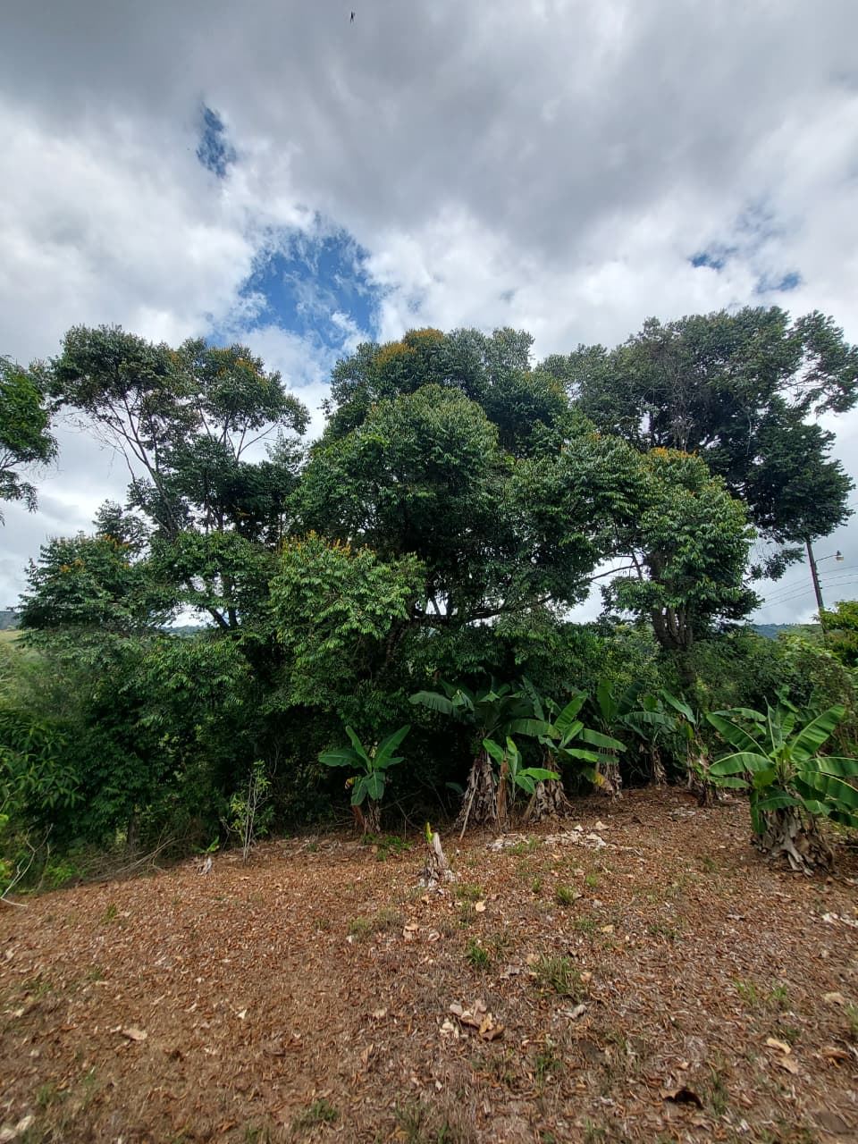 Large mature tree in a rural yard, with banana plants along the base and a cloudy sky above.
