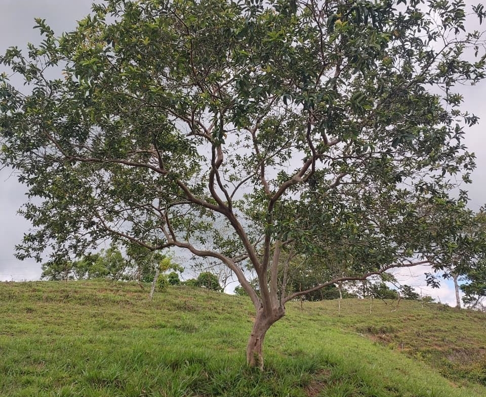 A single tree with a curved trunk on a grassy hill under a cloudy sky.