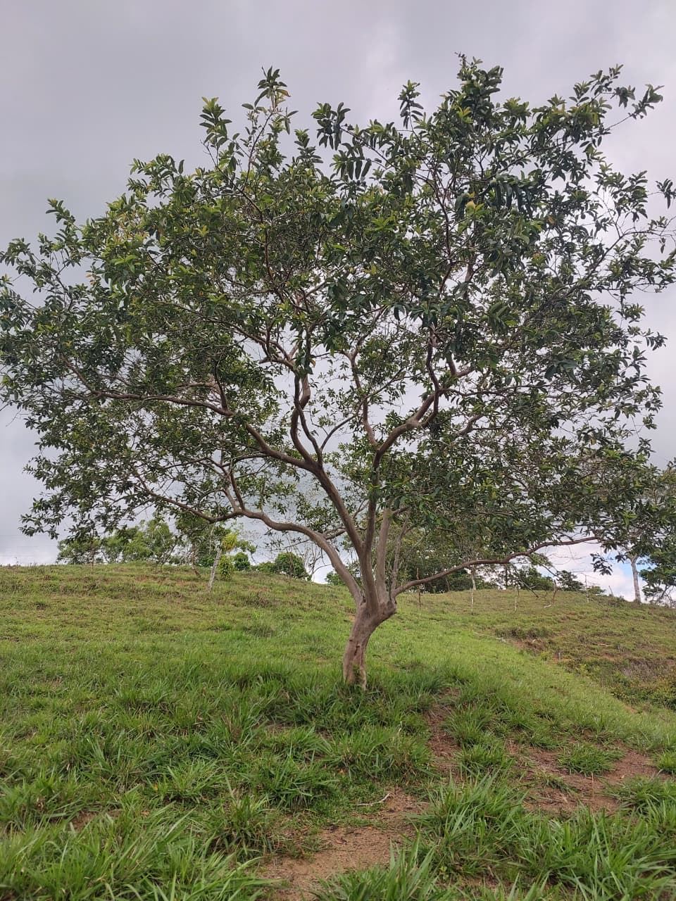 A single tree with a curved trunk on a grassy hill under a cloudy sky.
