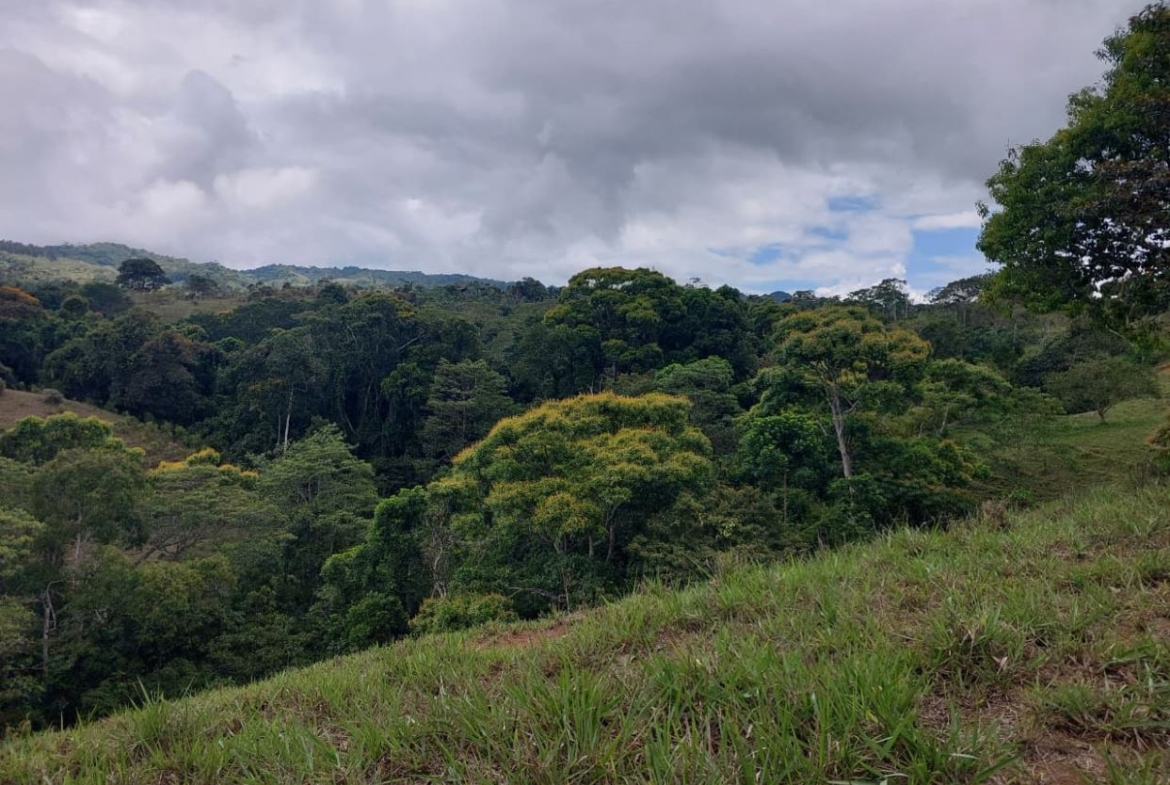 View of a lush forested valley under a cloudy sky, with green grass in the foreground on a hillside