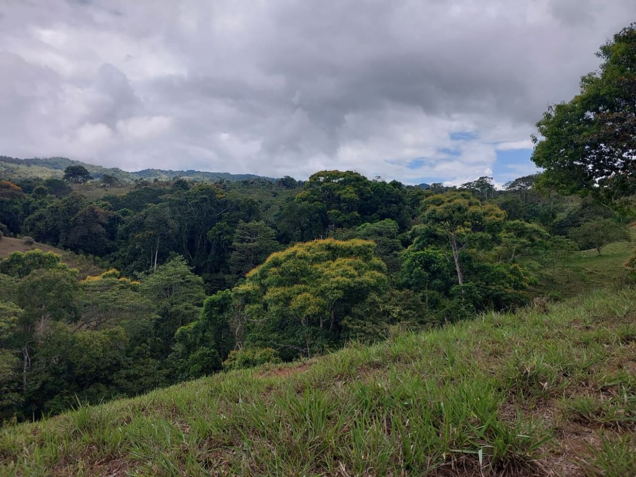 View of a lush forested valley under a cloudy sky, with green grass in the foreground on a hillside